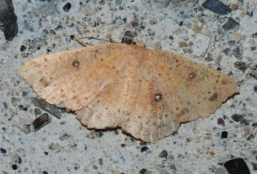 Cyclophora albipunctata?